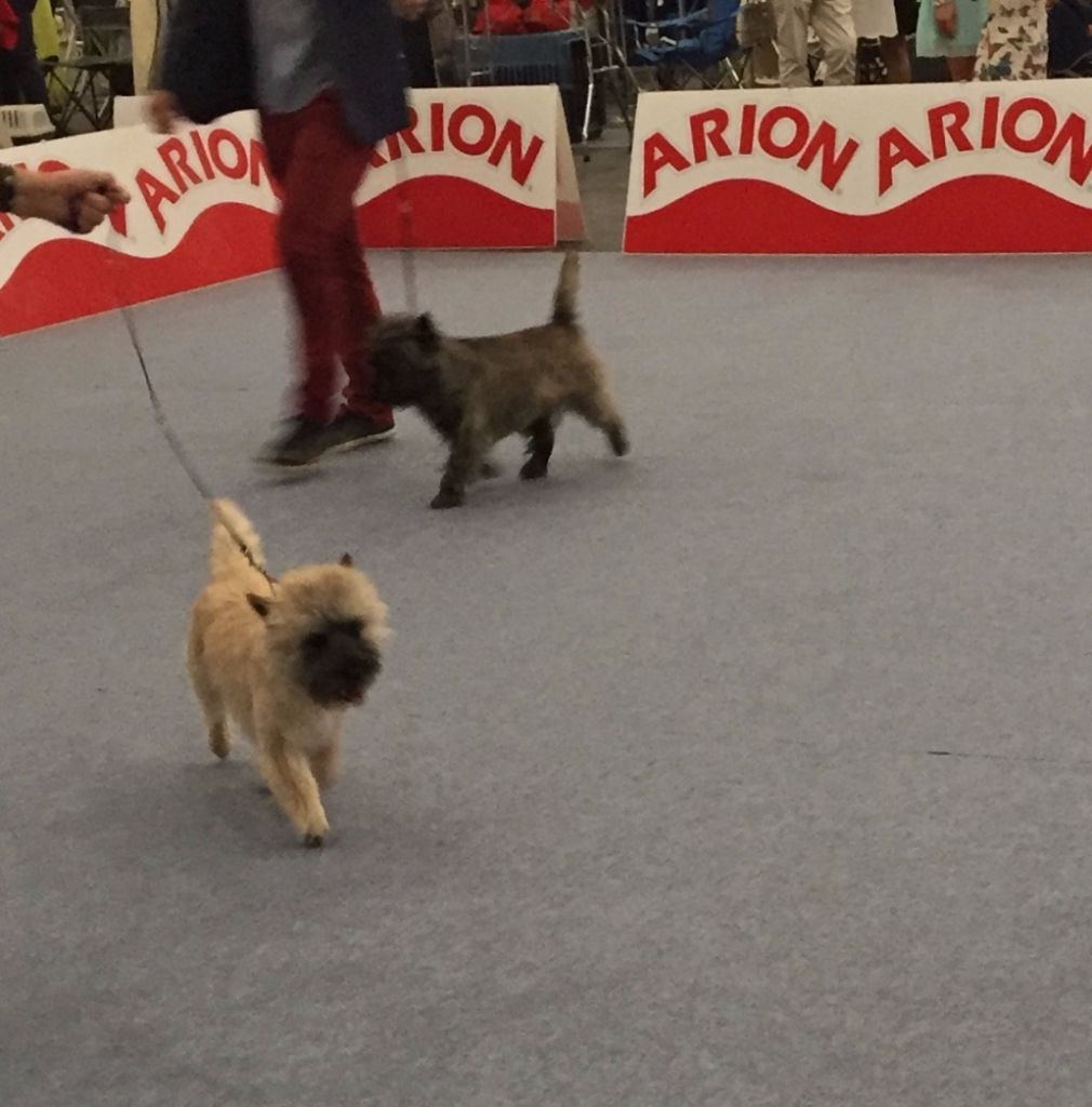 Des Terres De Cérès - LOUIS AU CHAMPIONNAT D'ESPAGNE - QUALIFICATION CRUFTS