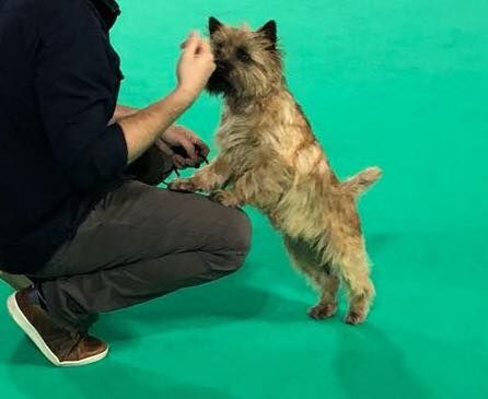 Des Terres De Cérès - NOVA - Qualifée CRUFTS 2019