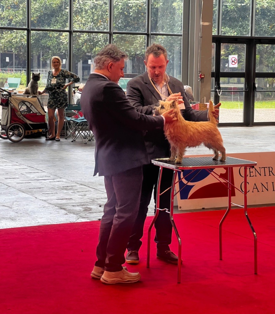 Des Terres De Cérès - Savane - Championne de France Jeune 2022 !! Qualifiée CRUFTS 2023 !! 