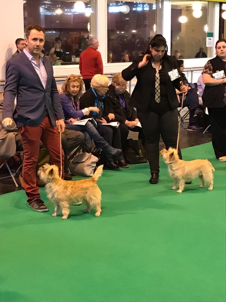 Des Terres De Cérès - CRUFTS 2017 