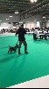  - Louis - CHAMPION INTERNATIONAL DE BEAUTE et Qualification CRUFTS 2019