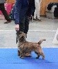  - Nova au Paris Dog Show - 1ère excellente