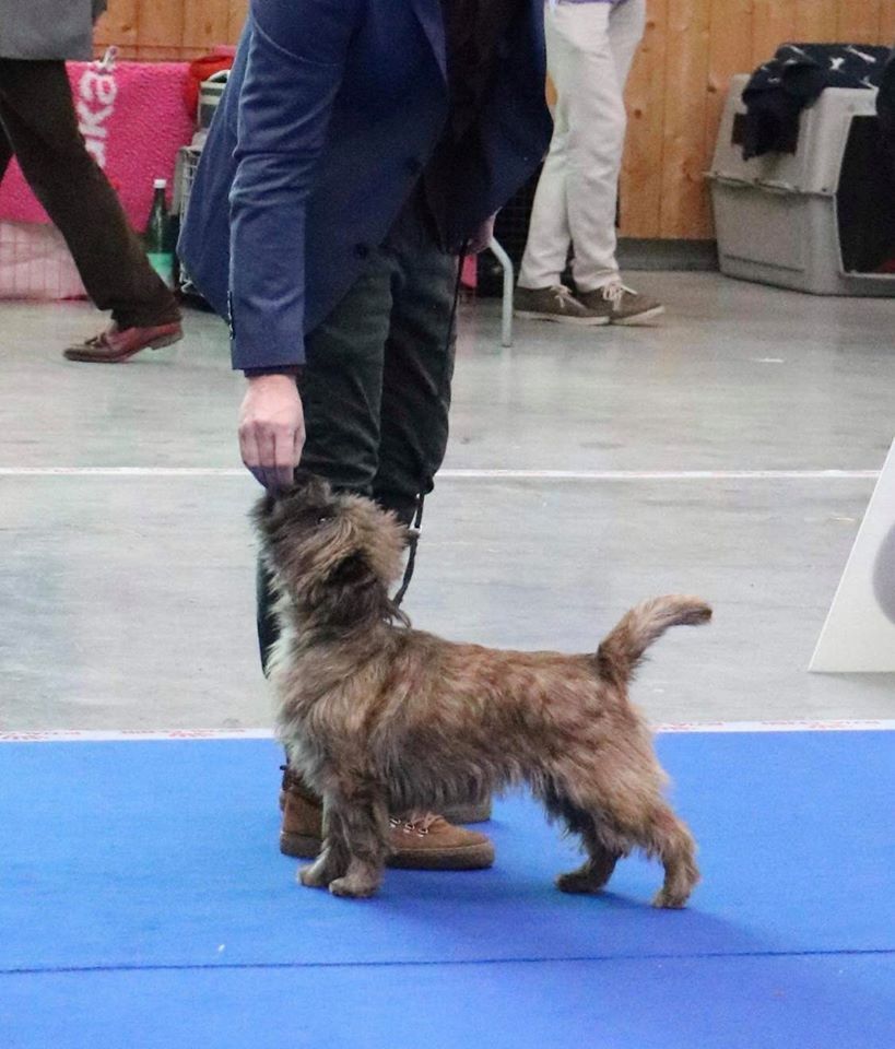 Des Terres De Cérès - Nova au Paris Dog Show - 1ère excellente