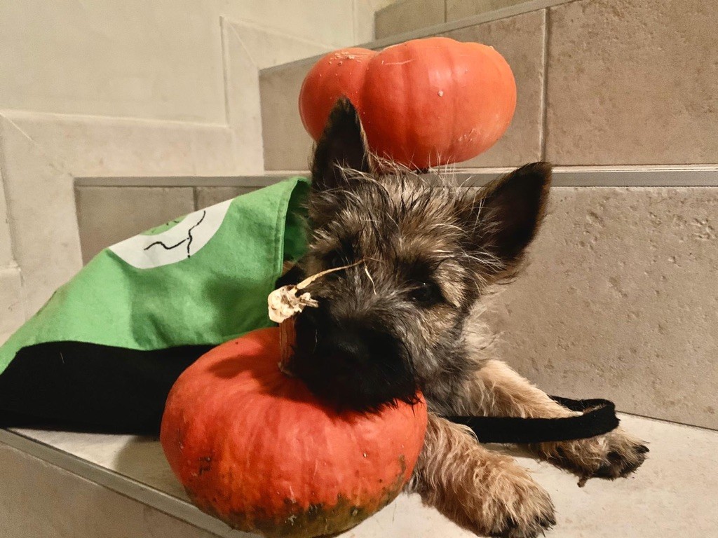 Des Terres De Cérès - Bientôt Halloween 