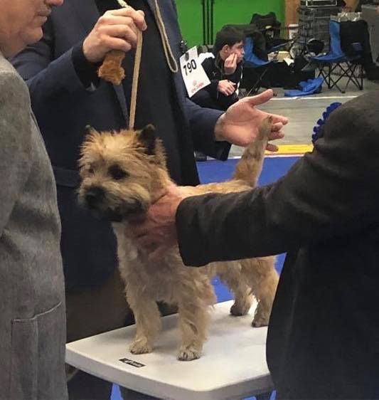 Des Terres De Cérès - Nixe des Terres de Cérès au Paris Dog Show !