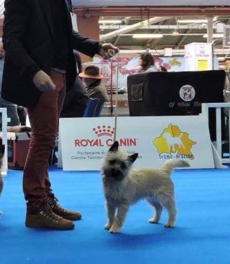 Des Terres De Cérès - Orson - Meilleur Puppy !!