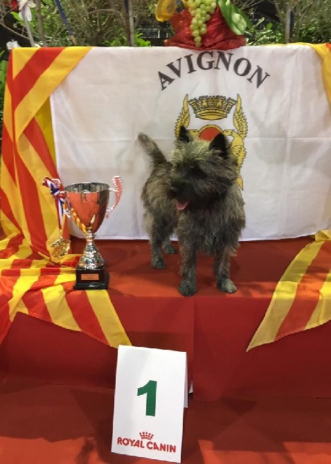 Des Terres De Cérès - Louis sur le podium du Best In Show à Avignon