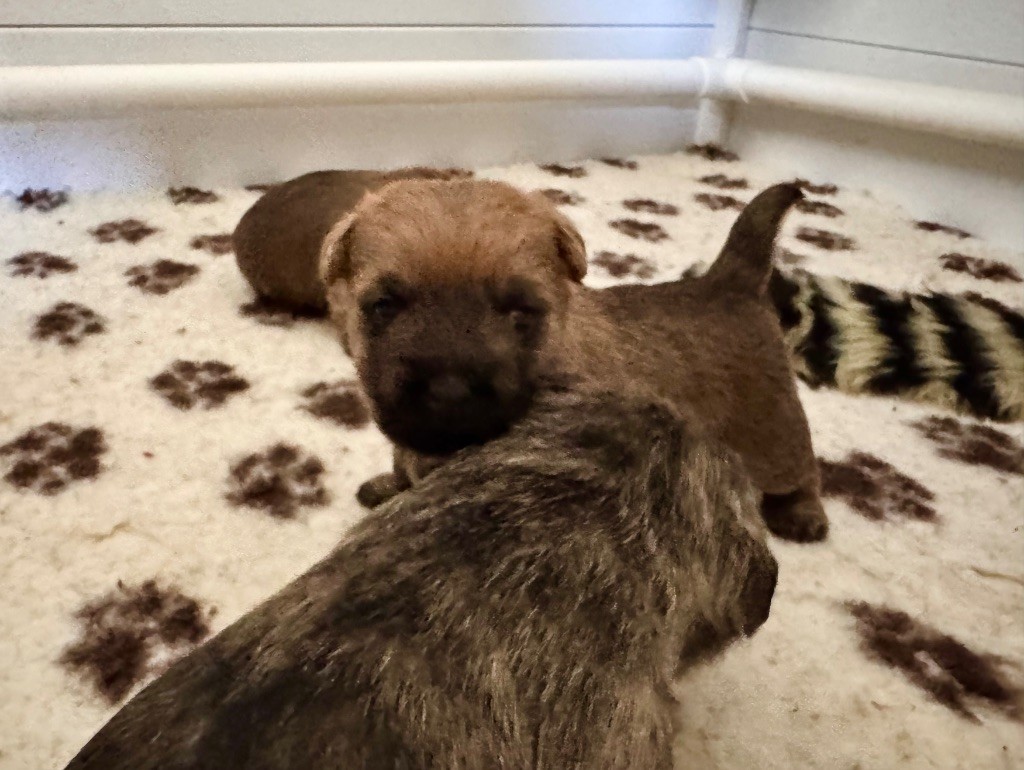 Des Terres De Cérès - Chiot disponible  - Cairn Terrier