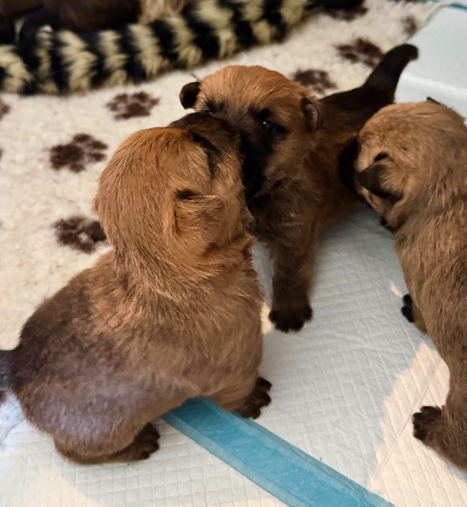 Des Terres De Cérès - Chiot disponible  - Cairn Terrier