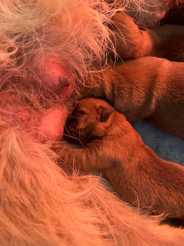 Des Terres De Cérès - Chiot disponible  - Cairn Terrier