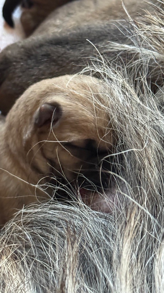 Des Terres De Cérès - Chiot disponible  - Cairn Terrier