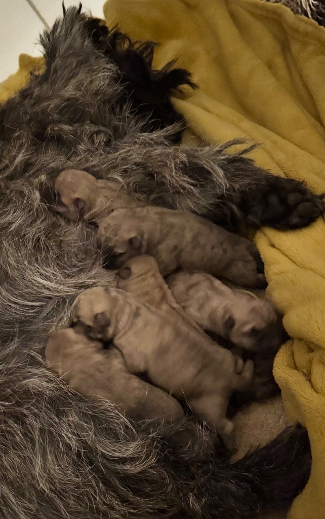 Des Terres De Cérès - Chiot disponible  - Cairn Terrier