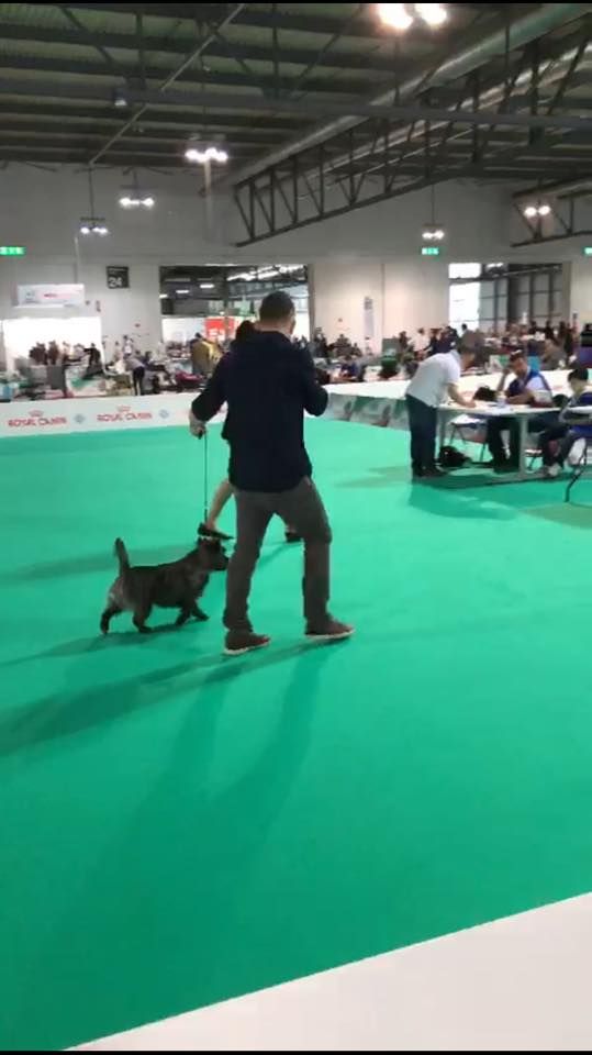 Des Terres De Cérès - Louis - CHAMPION INTERNATIONAL DE BEAUTE et Qualification CRUFTS 2019