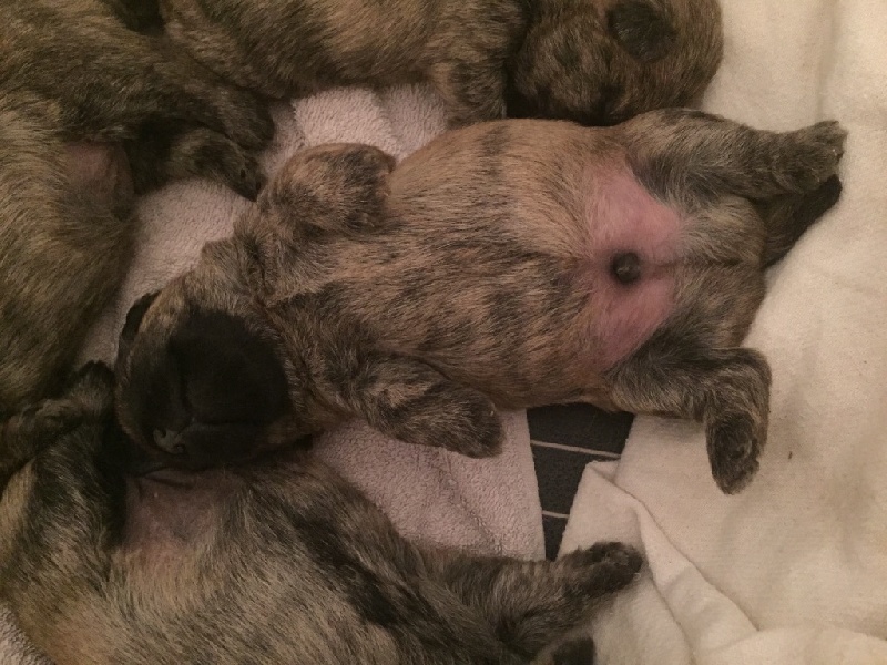 Les bébés de Jolie