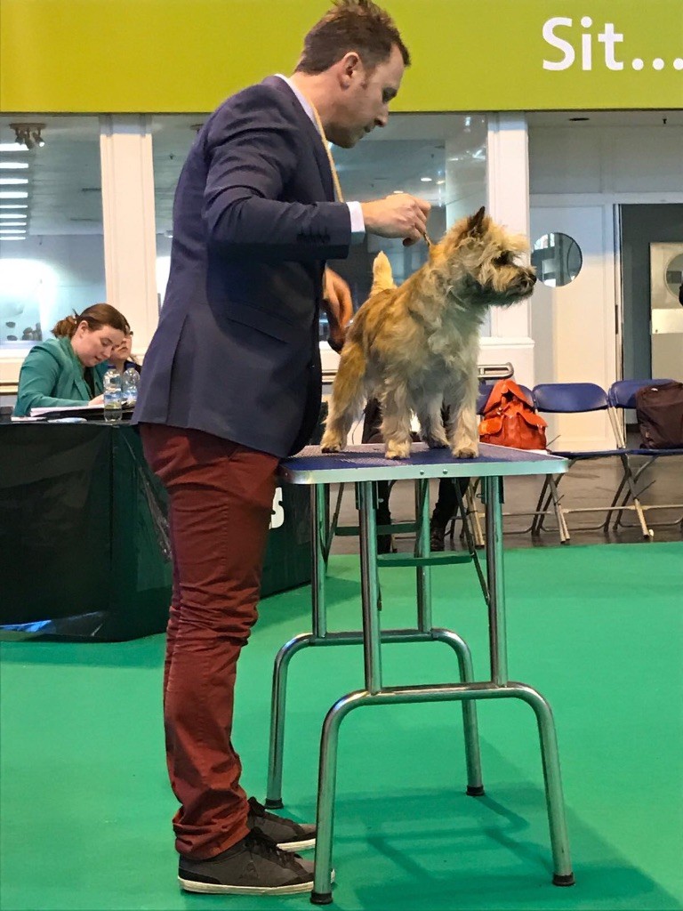 CRUFTS 2017