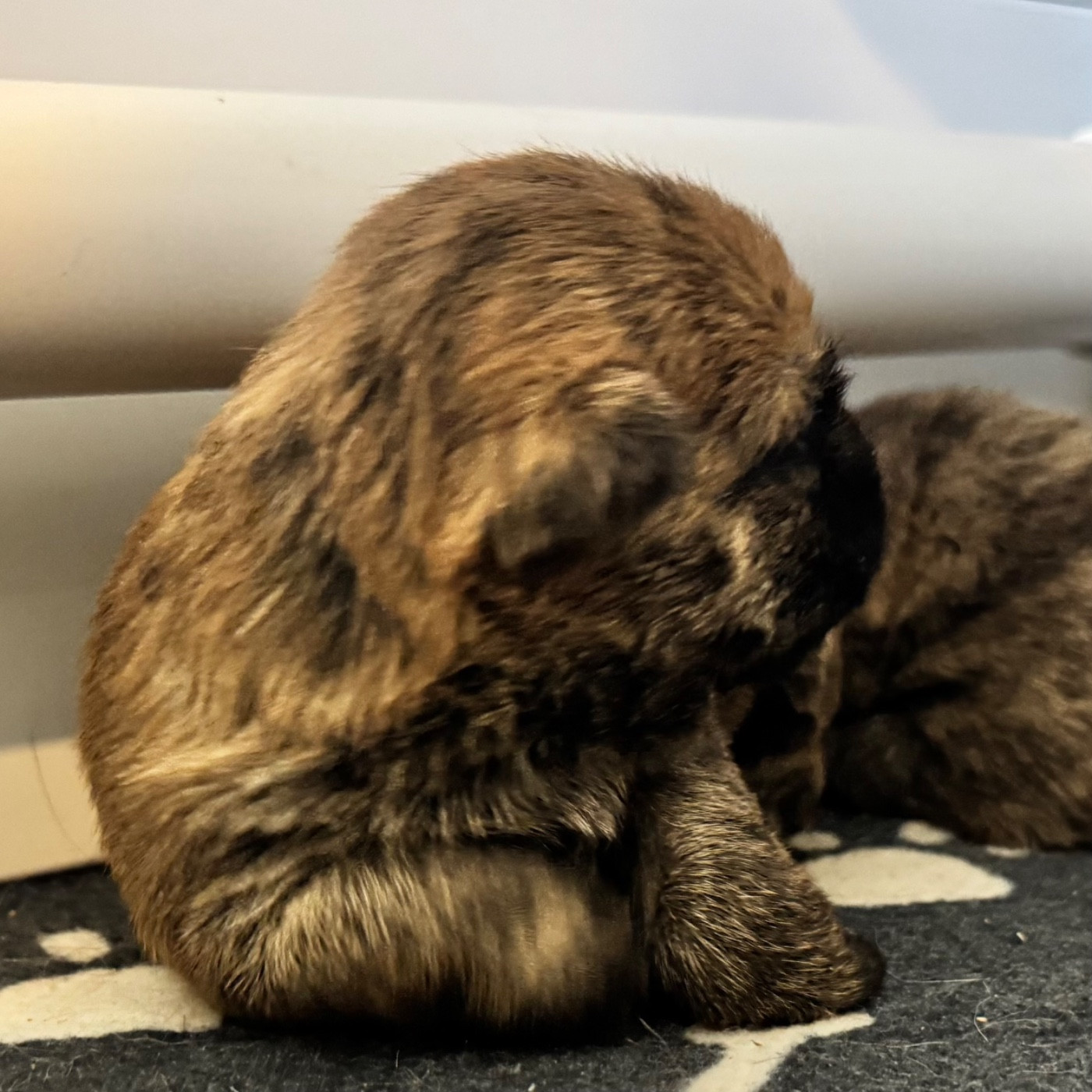 Des Terres De Cérès - Chiots disponibles - Cairn Terrier