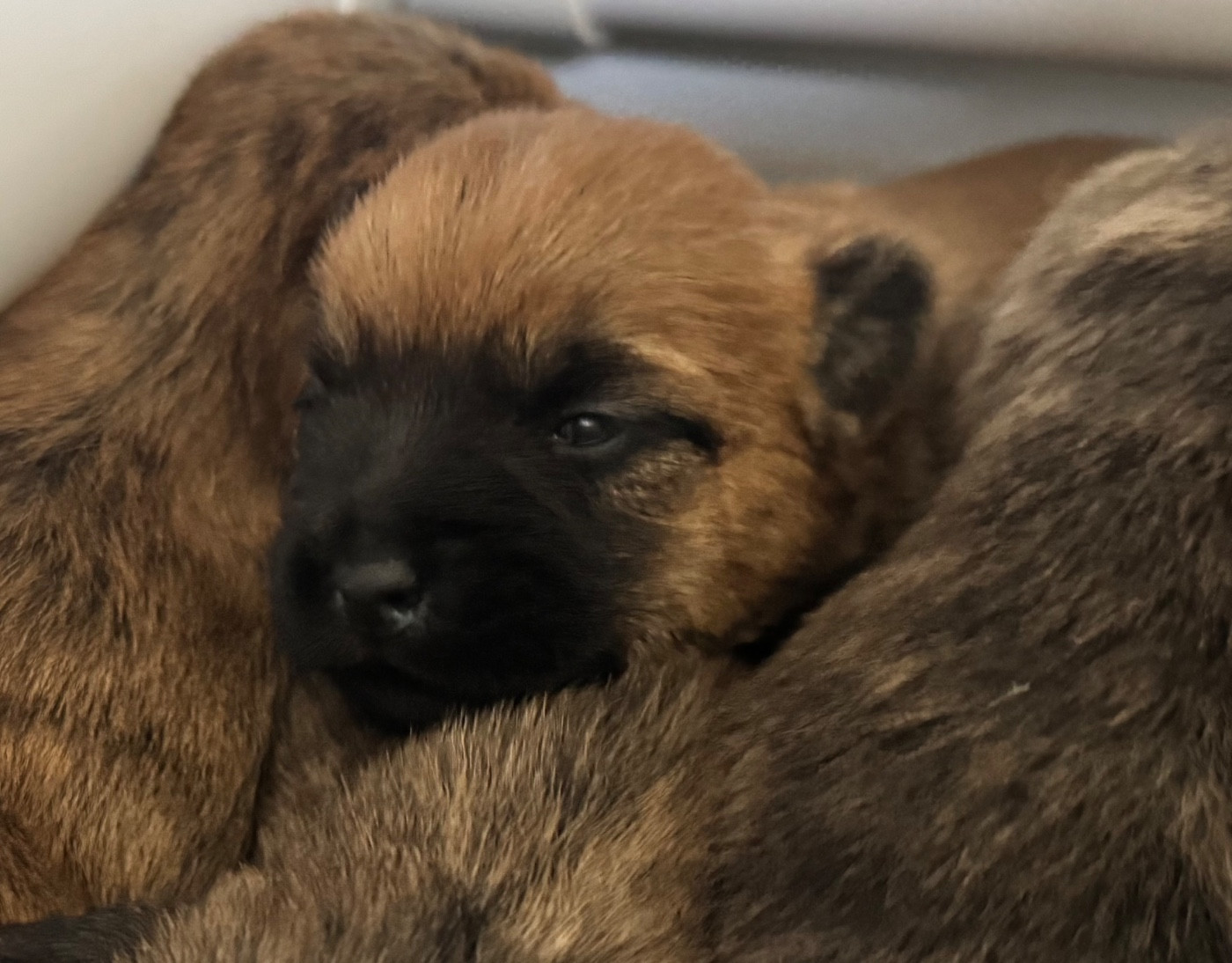 Chiot Cairn Terrier Des Terres De Cérès