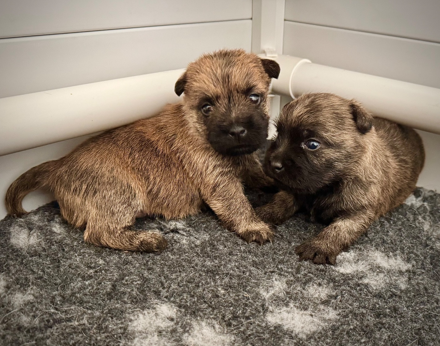 Des Terres De Cérès - Chiots disponibles - Cairn Terrier