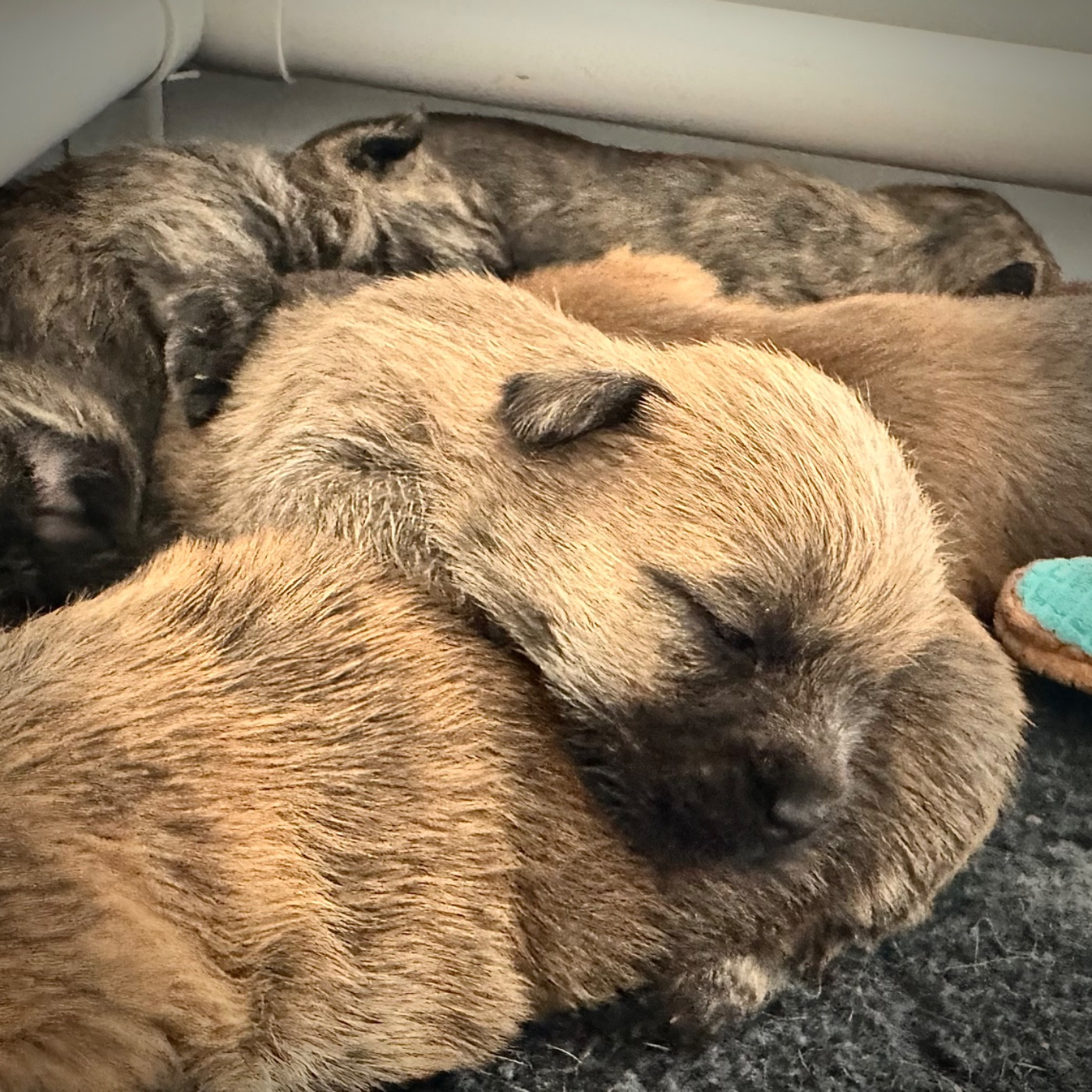 Des Terres De Cérès - Chiots disponibles - Cairn Terrier