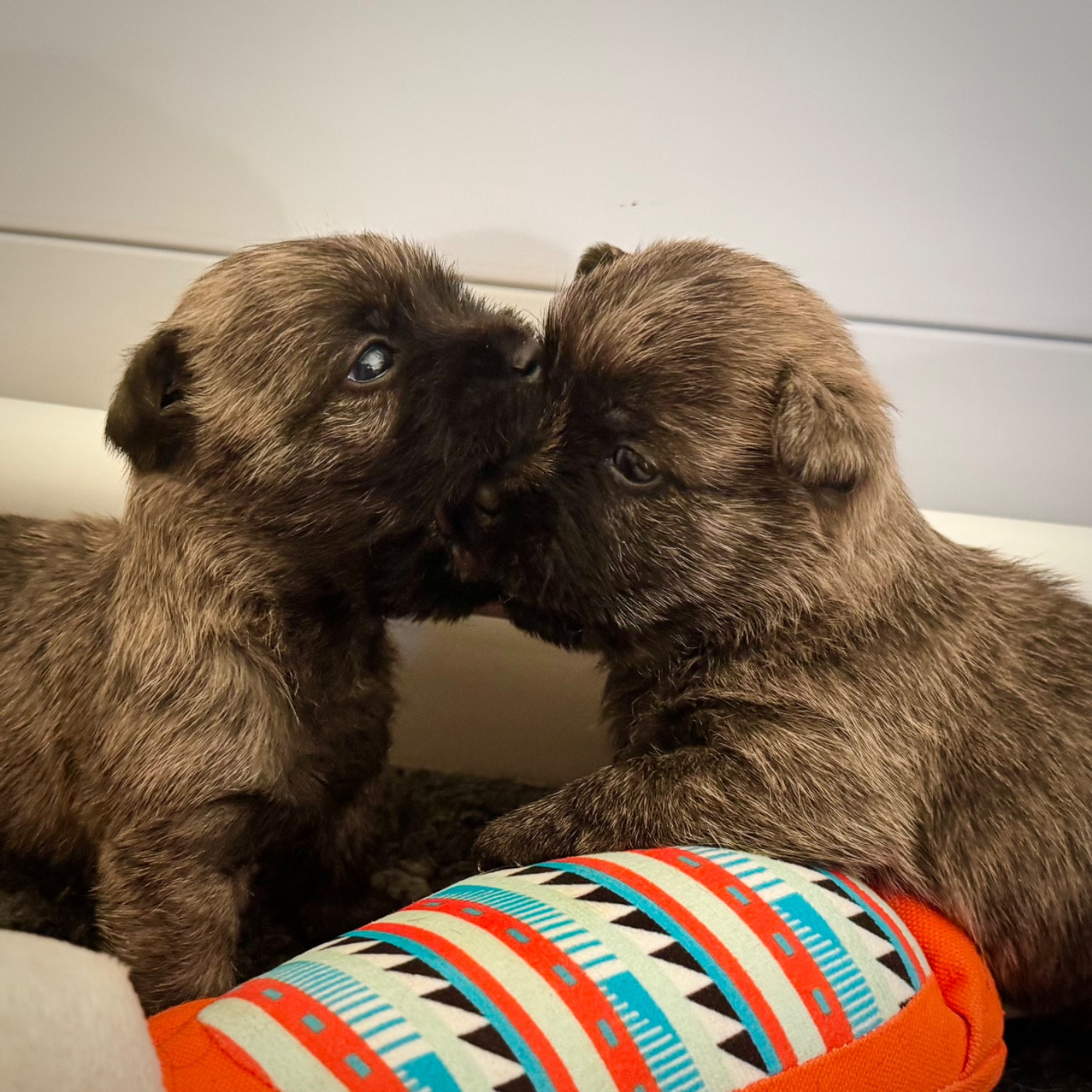 Des Terres De Cérès - Chiots disponibles - Cairn Terrier