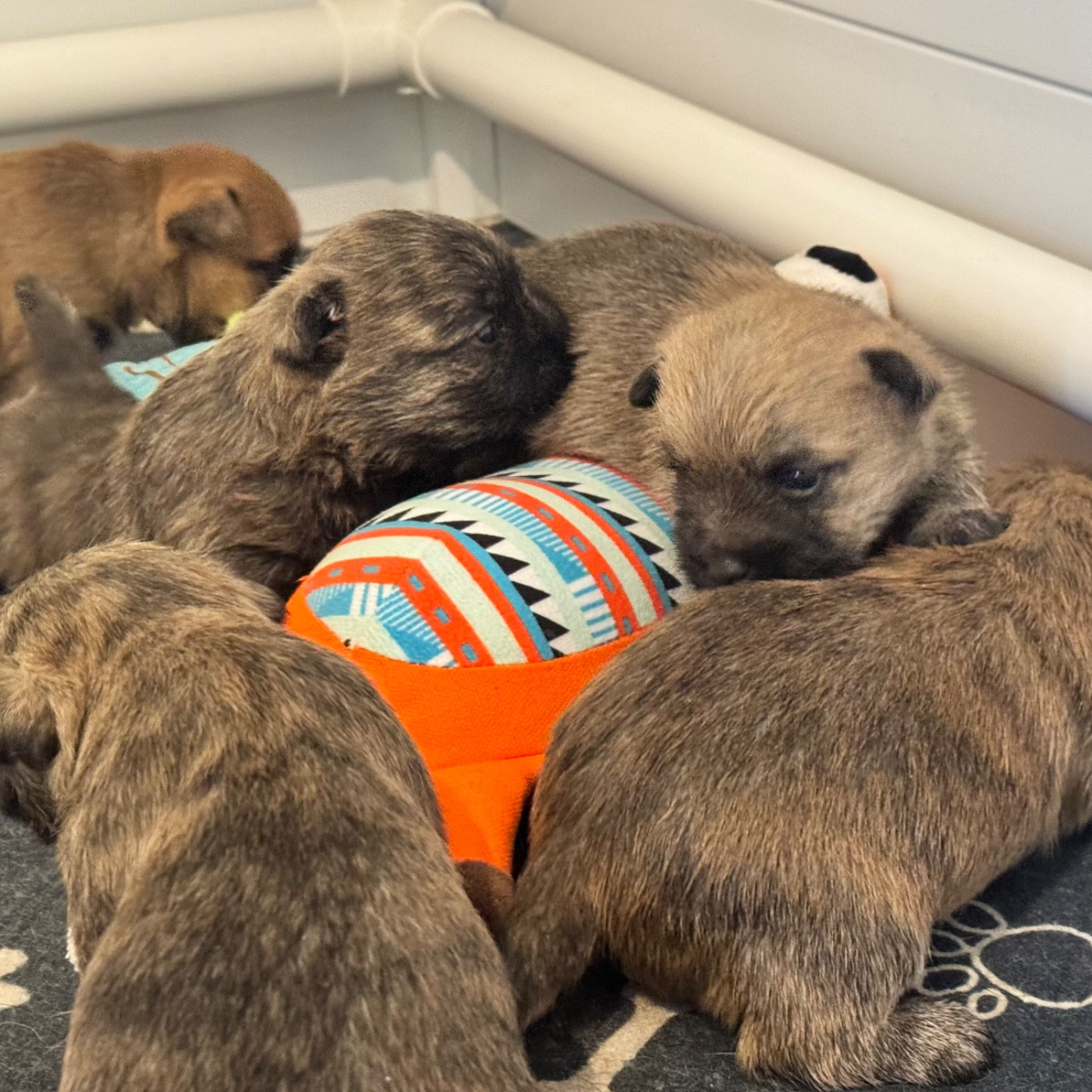 Des Terres De Cérès - Cairn Terrier - Portée née le 06/12/2025